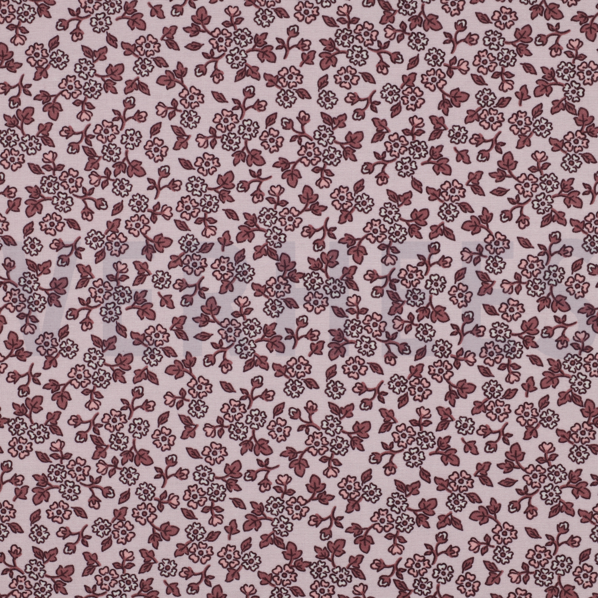 FLANNEL FLOWERS LIGHT PINK (high resolution)