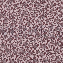 FLANNEL FLOWERS LIGHT PINK (thumbnail)