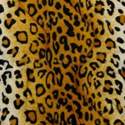 VELBOA LEOPARD BEIGE/GOLD (thumbnail)