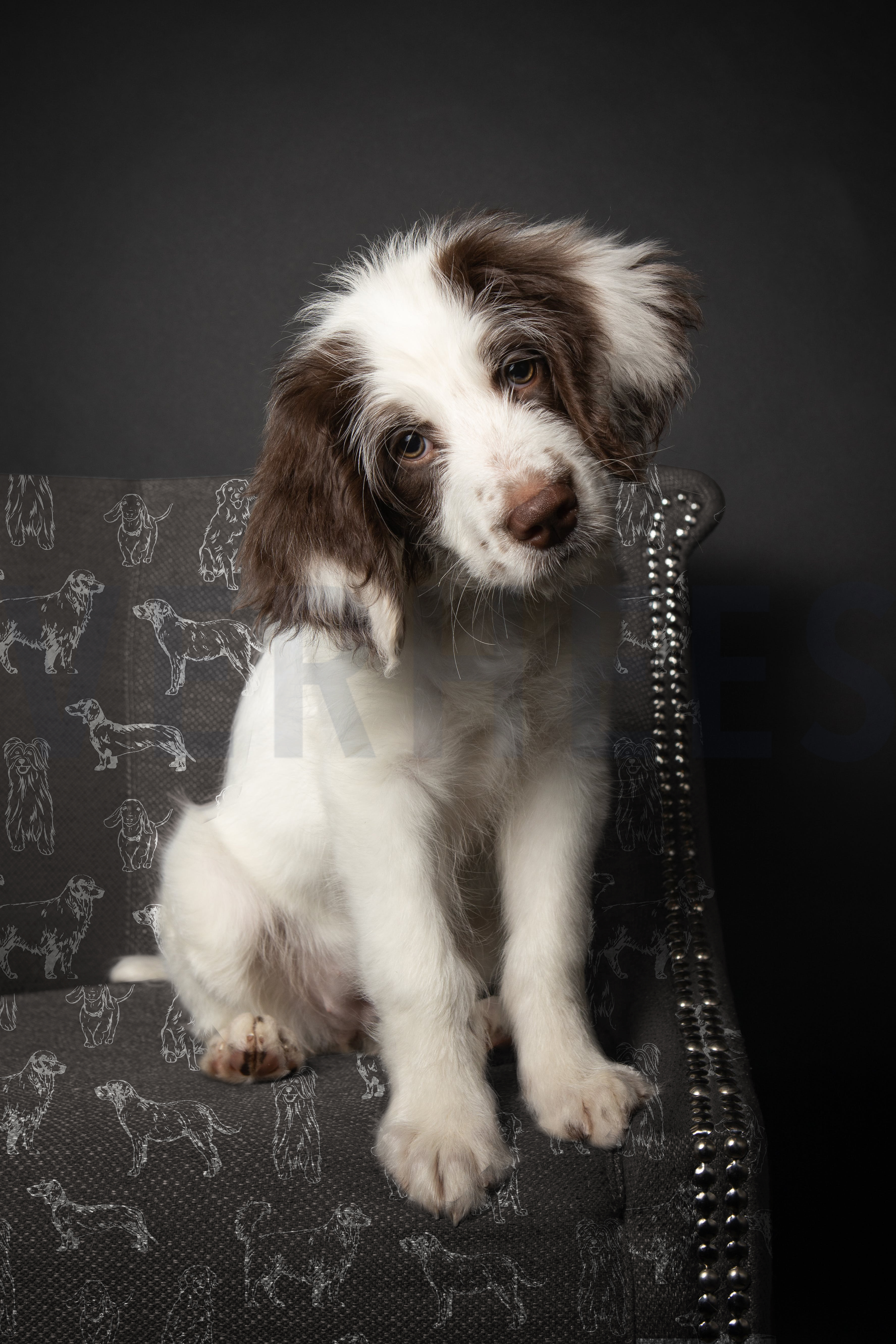 CANVAS HONDEN GROEN #7