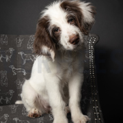 TOILE DÉCORATION CHIENS GRIS (thumbnail) #6