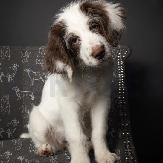 TOILE DÉCORATION CHIENS GRIS #7